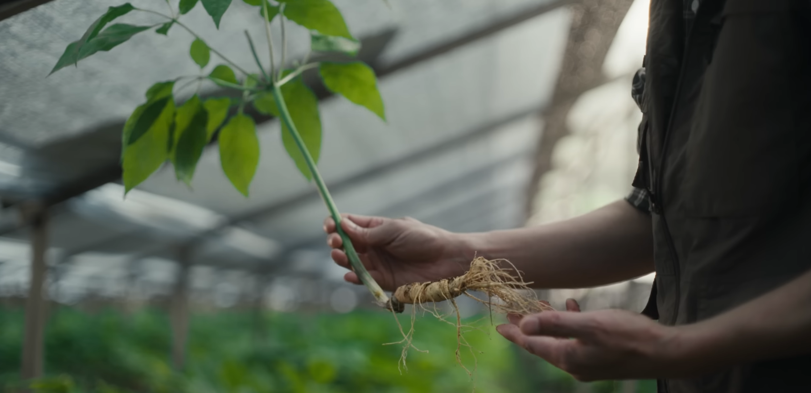 Researcher holding a fresh ginseng plant in a greenhouse