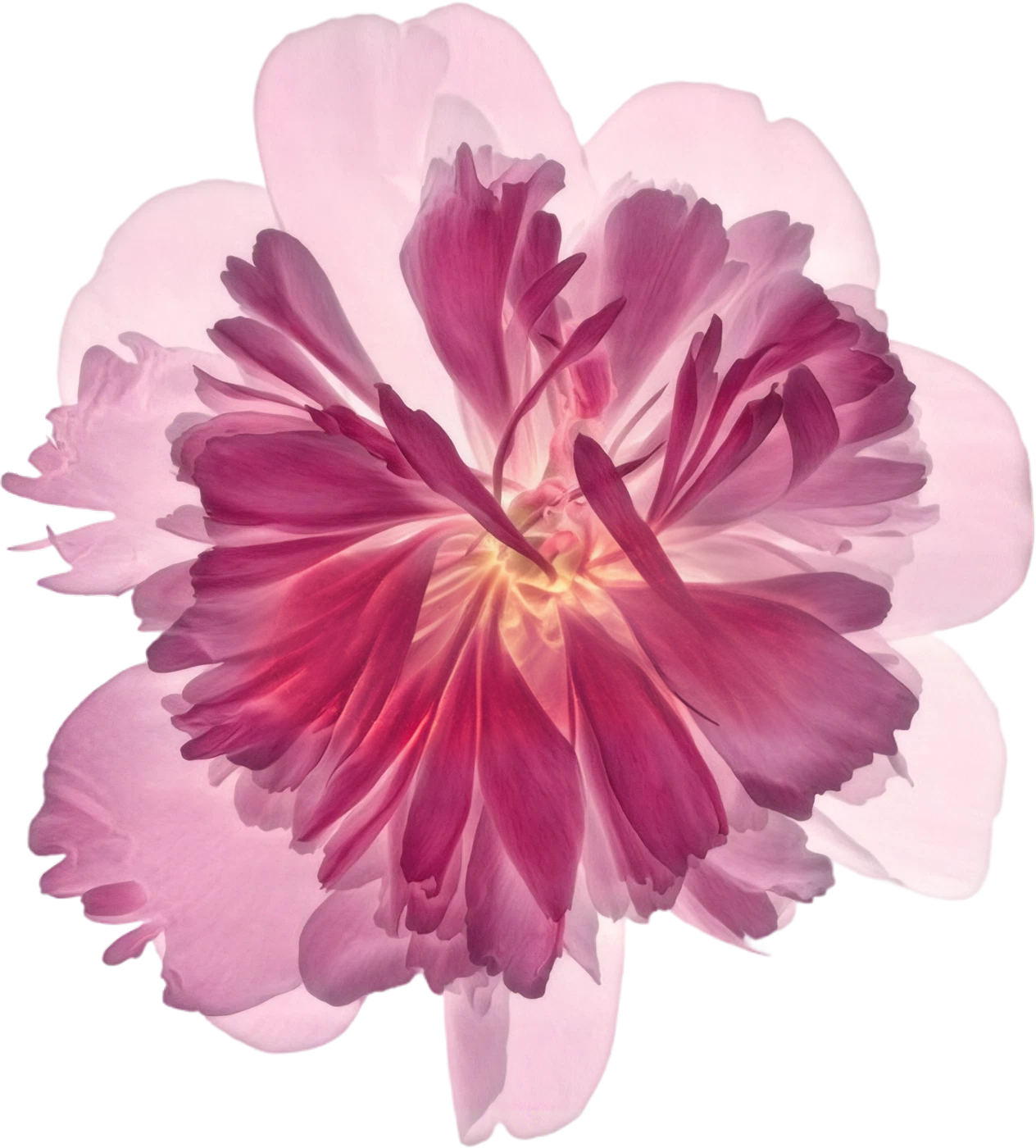 Peony
