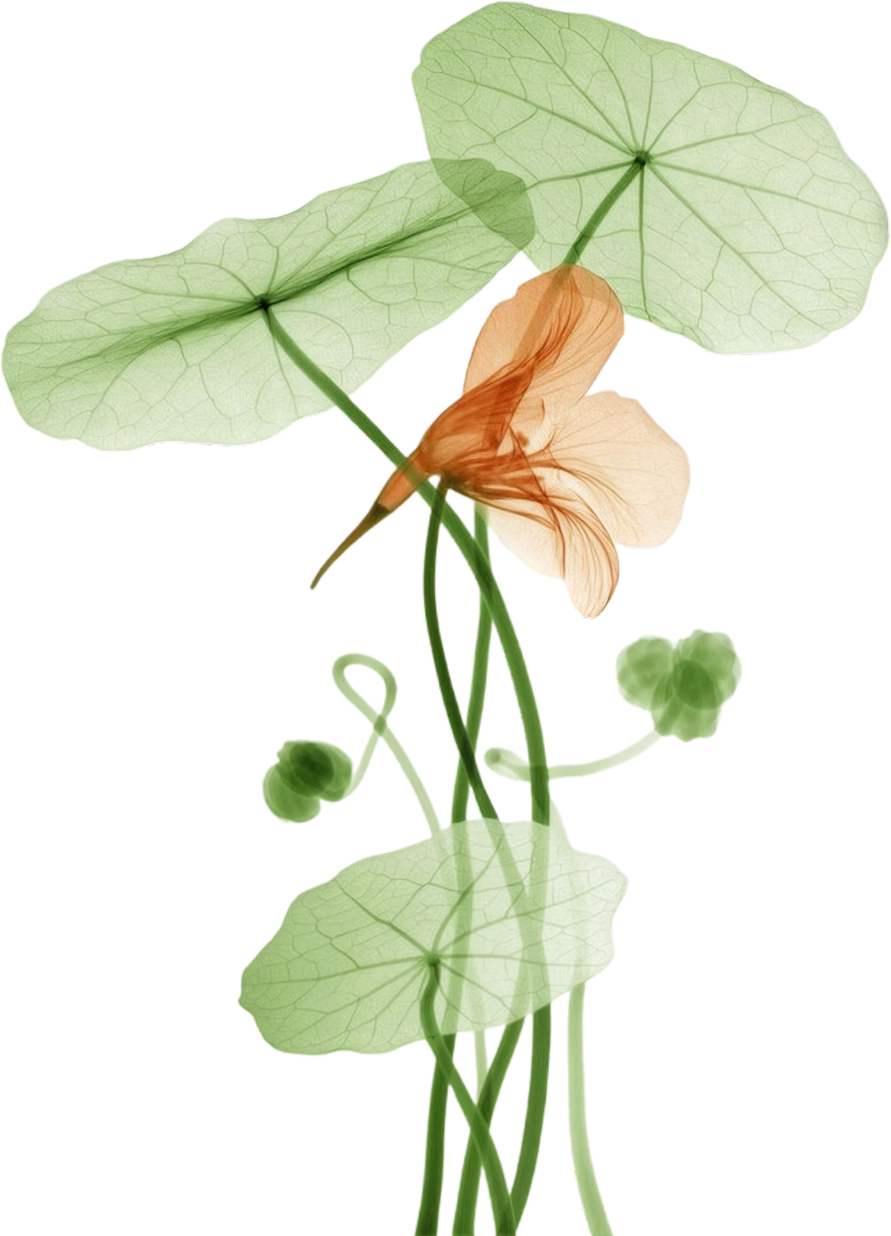 Lotus Seed