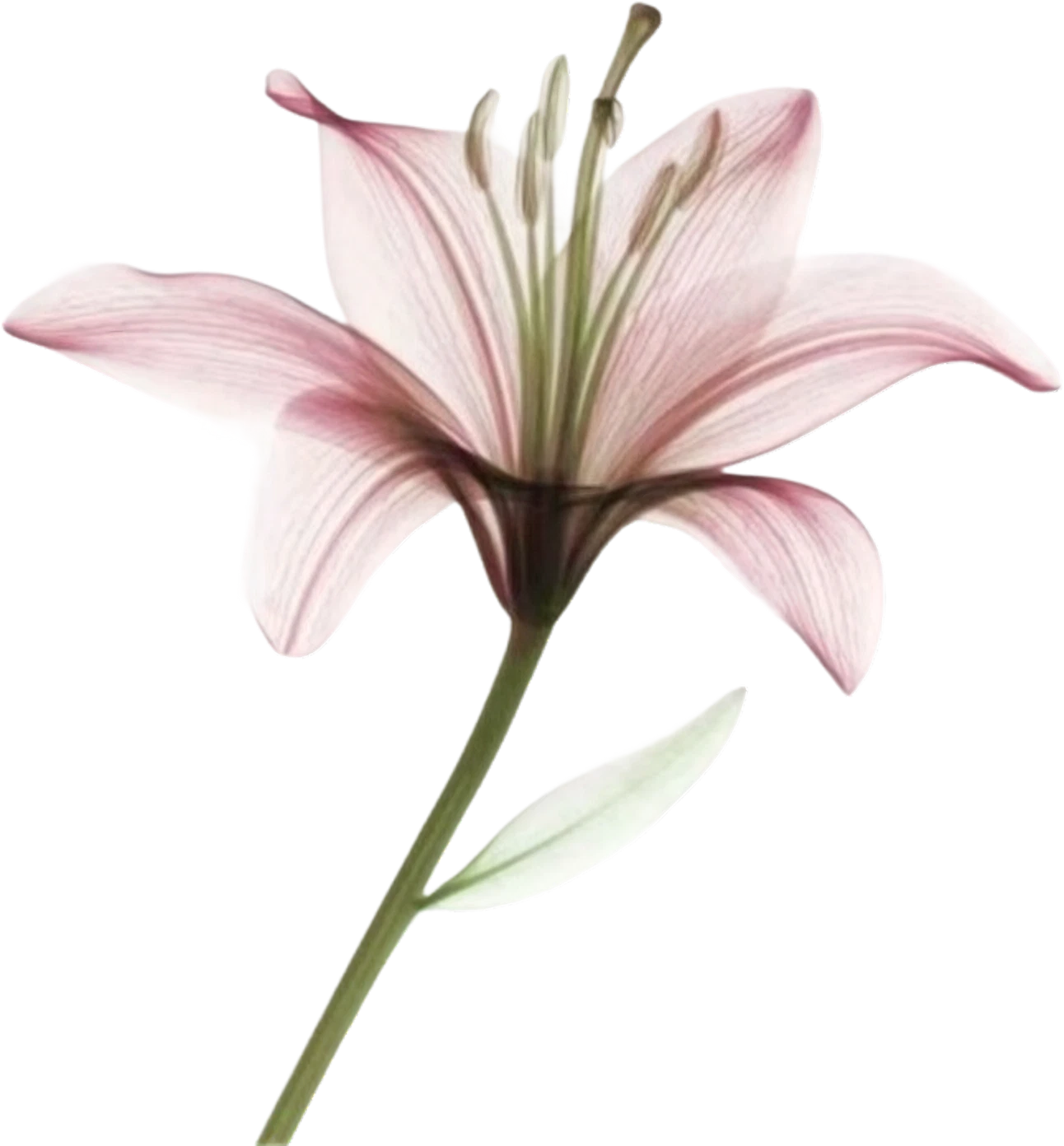 White Lily