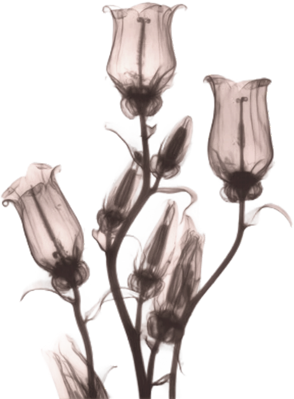 Rehmannia